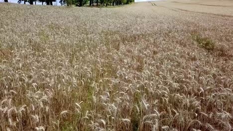 Rye-Field-Aerial-Shot