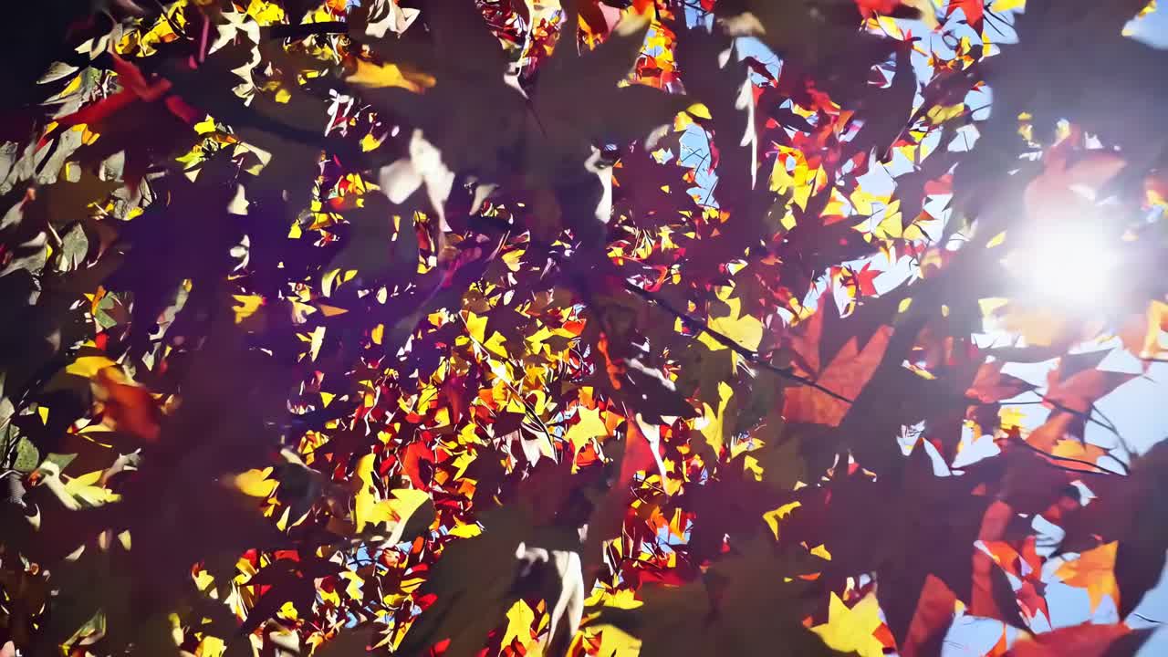 Video captures vibrant autumn leaves from a low-angle perspective, with sunlight filtering