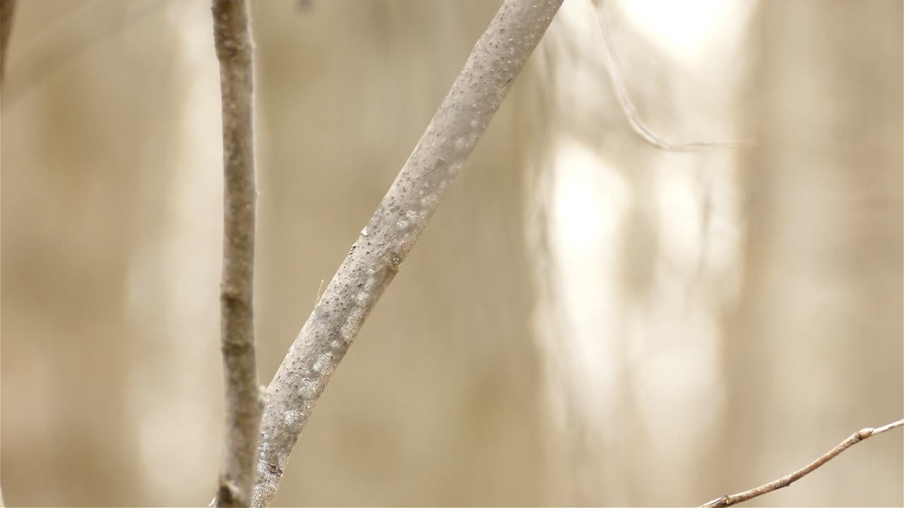 pájaro curruca azul de garganta negra aislado encaramado y volando desde una rama de árbol forestal