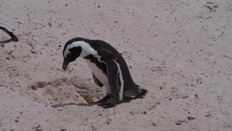 pingüino construyendo un nido para huevos junto a otros pingüinos en cámara lenta durante el verano en sudáfrica
