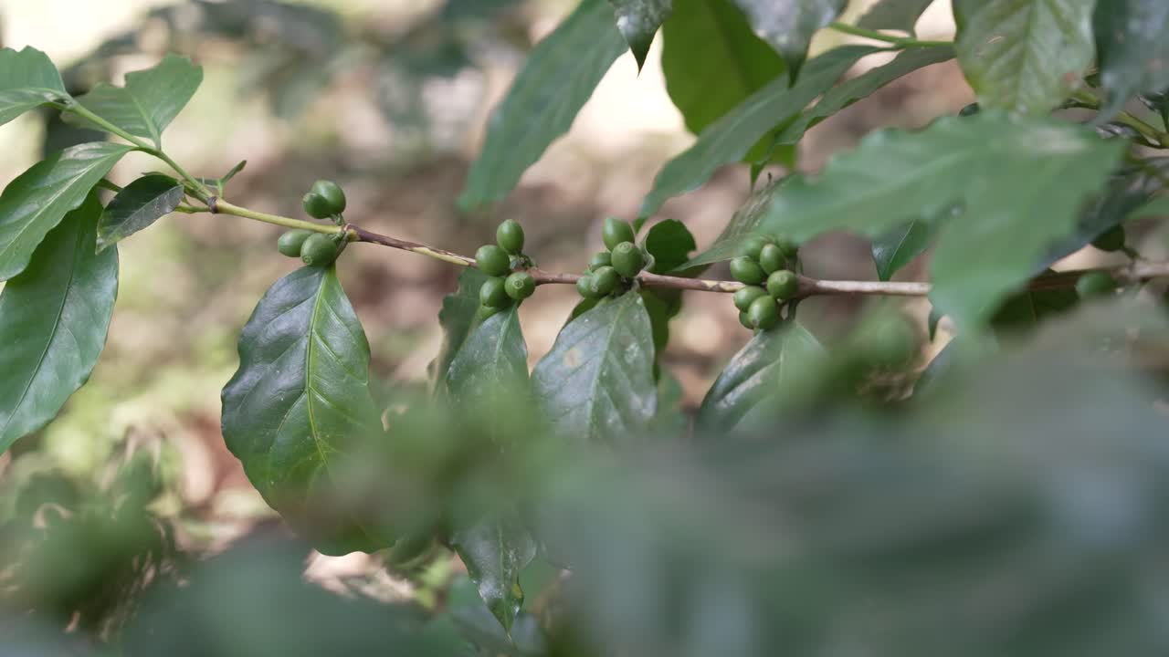 Organic coffee cherries developing on a shaded branch within a biodiverse organic coffee farm