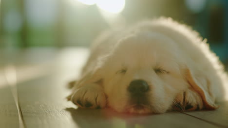 retrato de un lindo cachorro peludo durmiendo en el suelo al sol