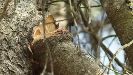 Closeup-shot-of-a-tree-branch-broken-due-to-masses-of-snow-and-storm