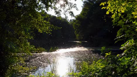 white fluff flies around as the sun shines through the leaves and is reflected on the water in the nature of north marcedonia