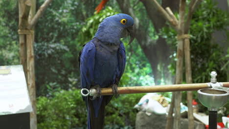 sentado en una percha artificial y un comedero hecho de bambú y acero, dentro de una jaula en un zoológico de bangkok, tailandia
