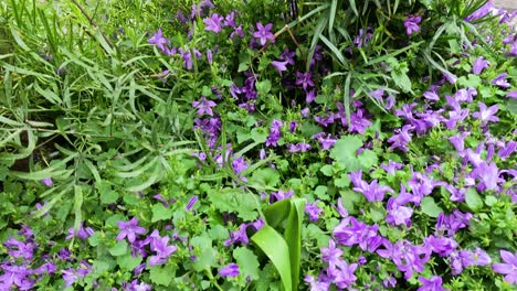 purple bellflowers blooming in a lush paris garden