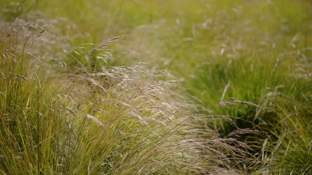 Grasses Blowing in the Wind Close Up, Nature Shot of Grasses and Plants Close Up in the Hiimalayas in Nepal