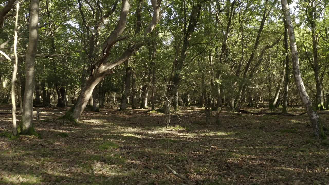 Filmato 4K di un volo di drone in una zona boschiva che si snoda tra gli alberi