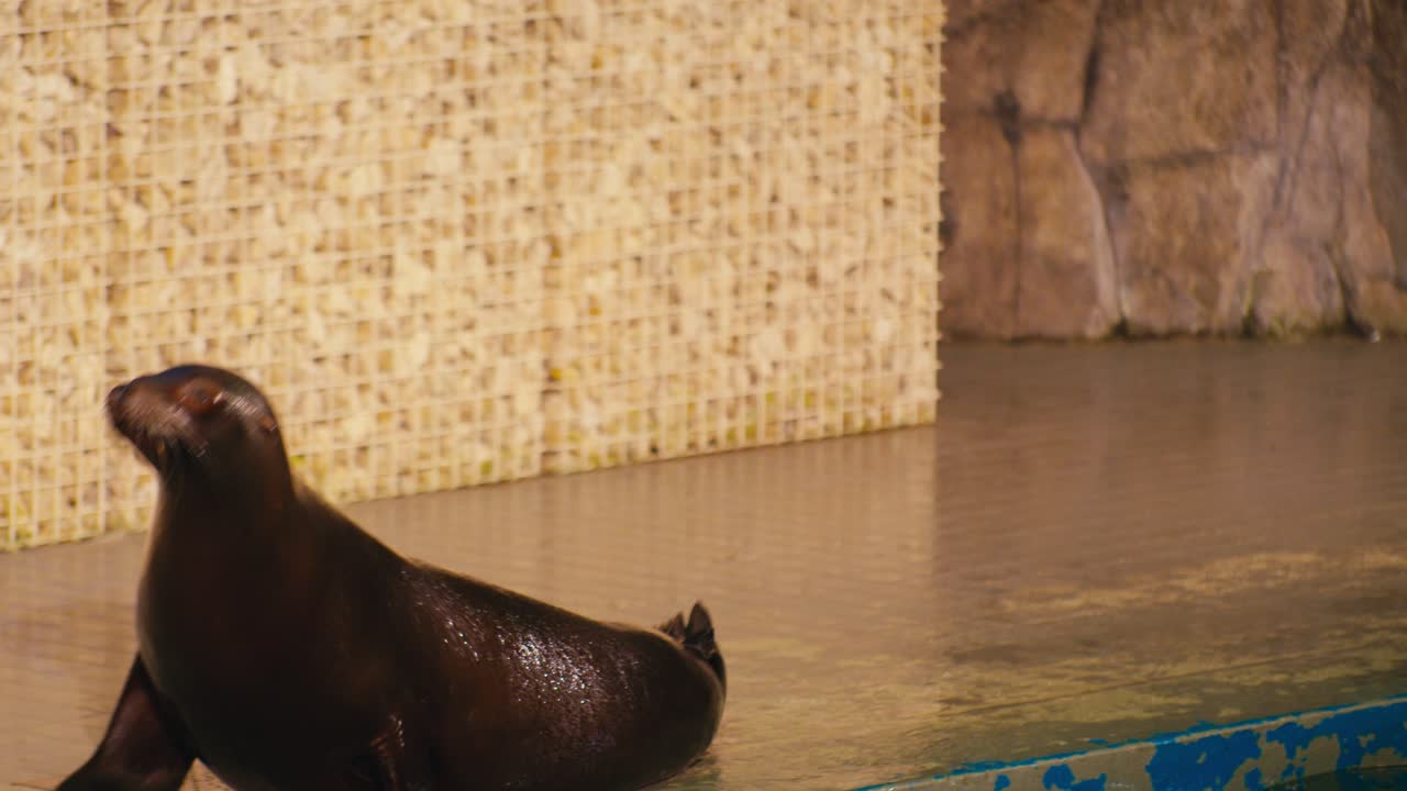 a tamed seal wildlife animal in the zoo, digital film look