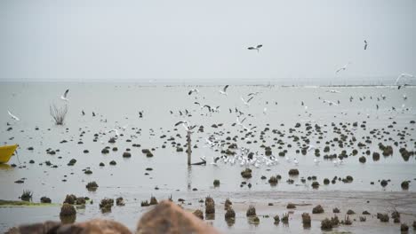 sea birds fly by rocky shallow water by shore in cloudy argentina