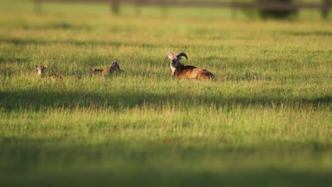 Nature&#039;s harmony is evident as mouflons graze, then find moments of peace on the meadow&#039;s lush carpet