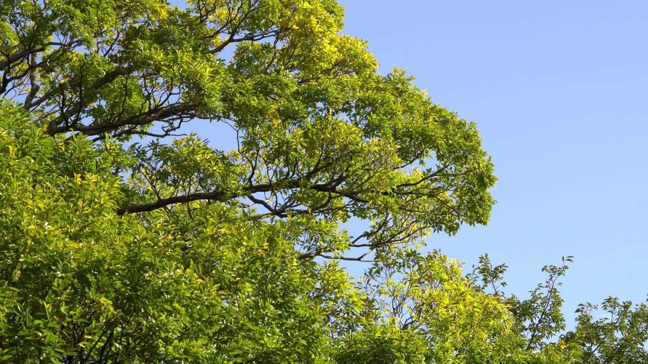Yellow And Green Leaves on a Tree During The Fall Season