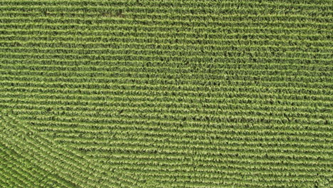 aéreo de arriba hacia abajo, hileras de maíz orgánico fresco que crece en el campo agrícola