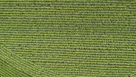 aerial top down, rows of fresh organic corn growing on agricultural farm field