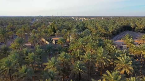 Una-Vista-Aérea-De-Las-Plantaciones-De-Palmeras-En-Una-Aldea-De-La-Industria-De-Los-Dátiles-En-Irak.