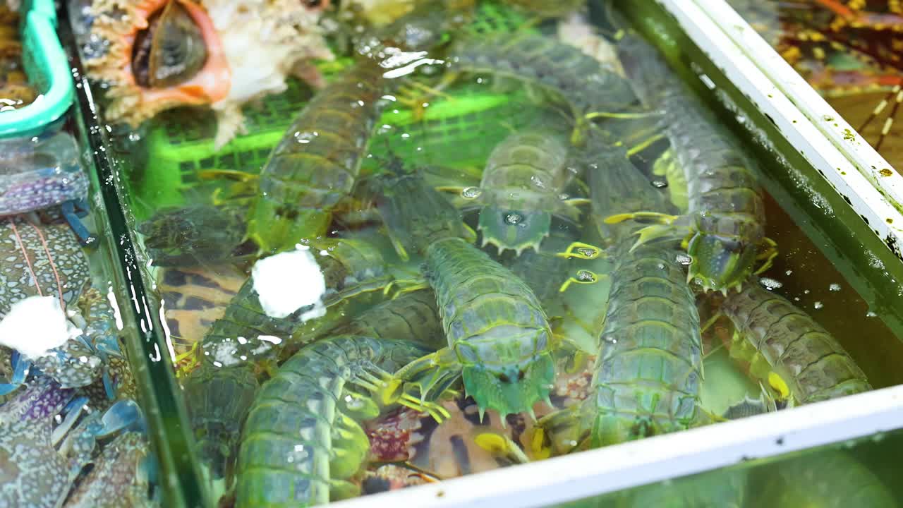 Mantis shrimp in a market aquarium, vibrant colors, natural lighting, showcasing aquatic life in a commercial setting