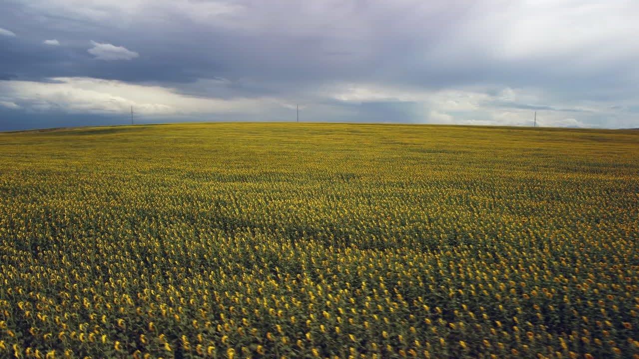 las imágenes de un dron de un campo de girasoles muestran filas de flores altas y amarillas meciéndose en la brisa
