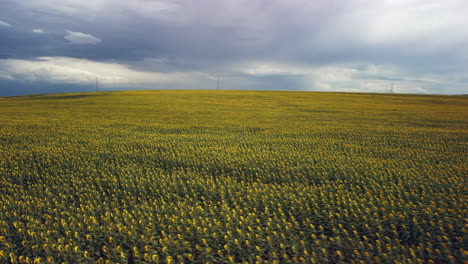 drone footage of a sunflower field shows rows of tall, yellow flowers swaying in the breeze