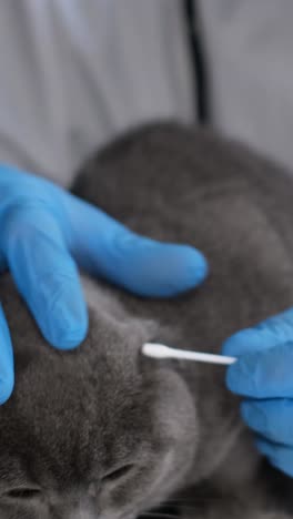 veterinary examination of a gray cat
