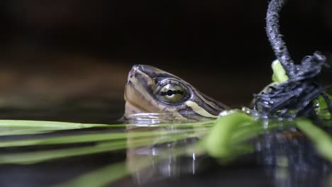 Una-Adorable-Tortuga-De-Estanque-Vietnamita-Sumergida-En-Un-Estanque-Con-La-Cabeza-Sobre-El-Agua---Cerrar