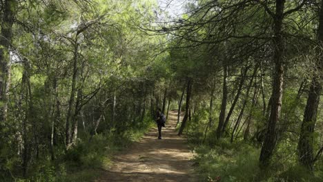 un hombre camina por un bosque verde rodeado de árboles y toma fotografías desde un sendero de tierra