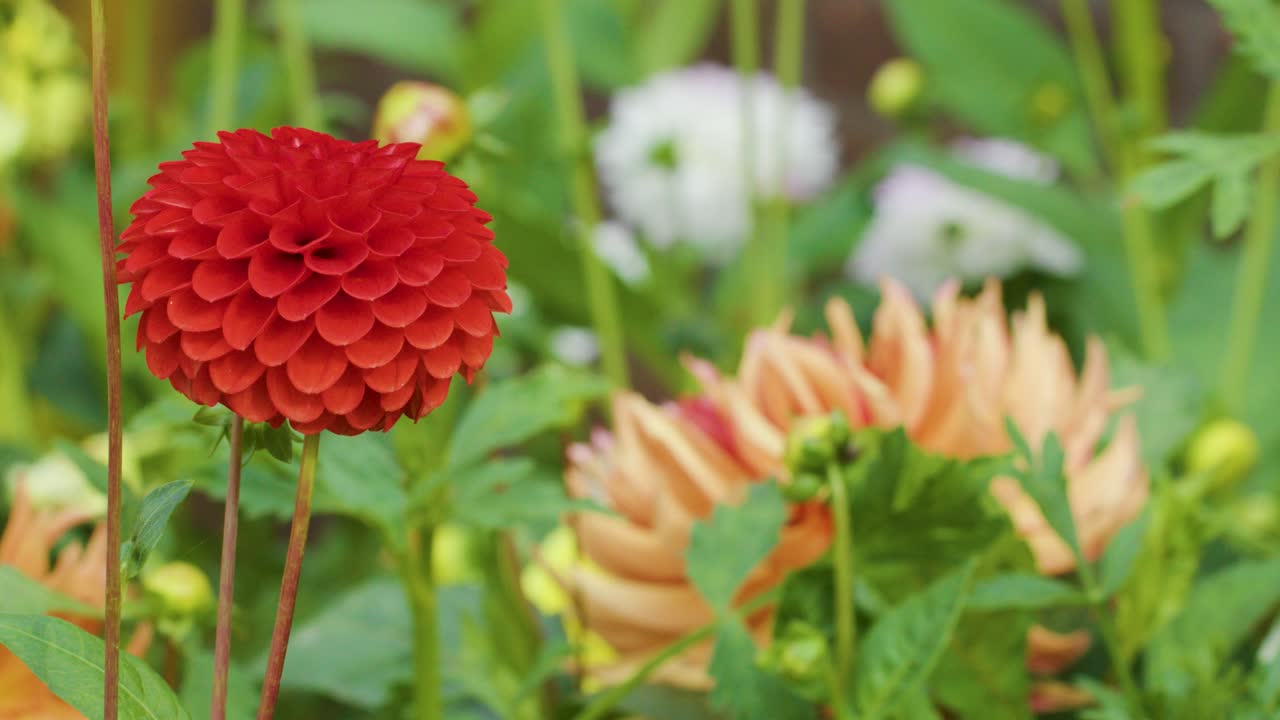 Vivid red dahlia gently swaying outdoors among colorful flowers, natural daylight, smooth camera motion
