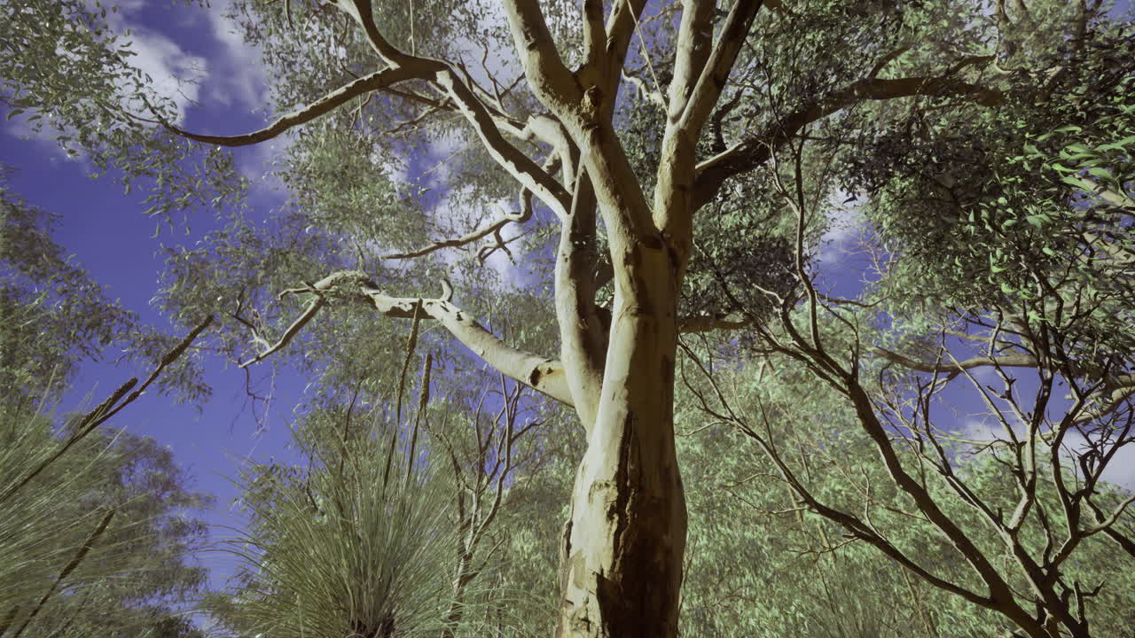 Eucalyptus tree stands tall under a blue sky surrounded by green foliage