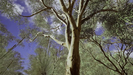 eucalyptus tree stands tall under a blue sky surrounded by green foliage