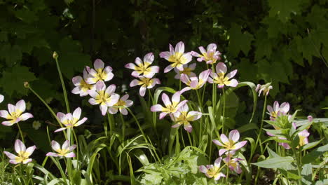disparo amplio de las flores de tulipanes saxatilis