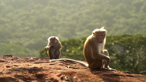 static view of monkeys sitting on a rock eating banana in pidurangala, sri lanka at daytime.green forest in the background