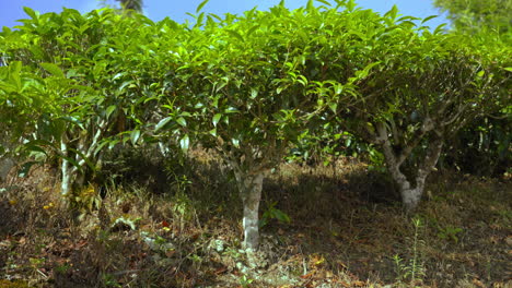 close up view of tea plant bark