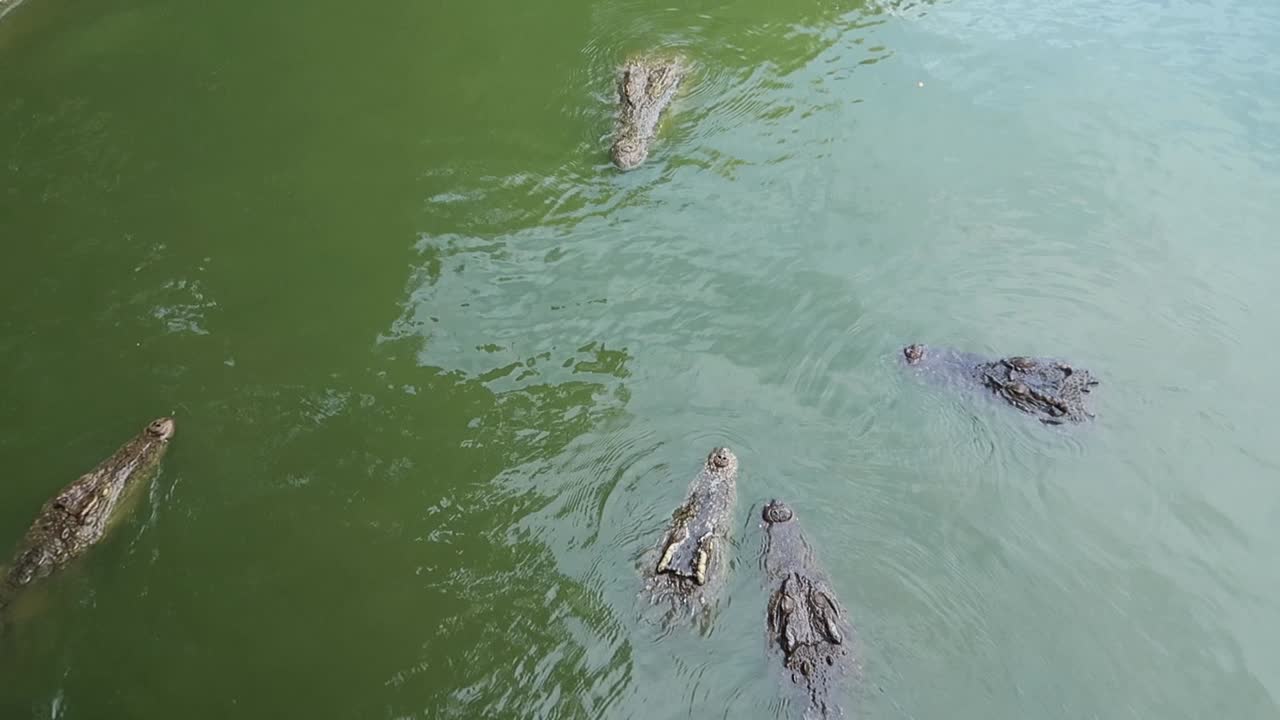 flotador de cocodrilo acecha en un río turbio con la cabeza emergiendo por encima de la superficie del agua