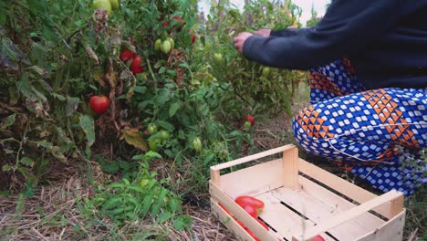 persona recogiendo o cosechando tomates orgánicos en una pequeña caja de madera en una pequeña granja ecológicamente sostenible
