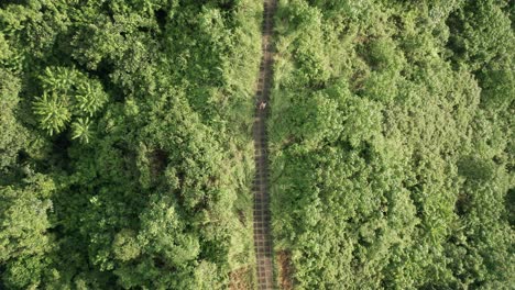 right above campuhan ridge with woman jogging in morning, exercise in tropical bali, aerial