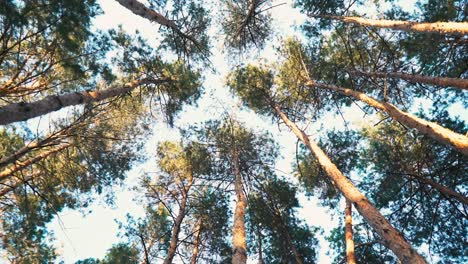 walk through the woods among the tall trees. pov.