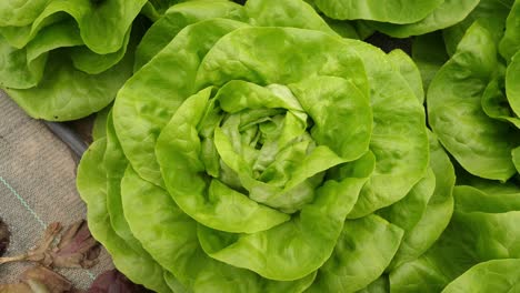 Vista-De-Cerca-De-Lechuga-Verde-Libre-De-Pesticidas,-Orgánica-Y-Sostenible,-En-Un-Invernadero