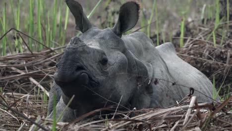 An-old-one-horned-rhino-resting-in-the-grasslands-of-the-Chitwan-National-Park-in-Nepal