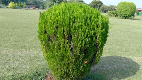 arbusto recortado bajo la esfera en el parque de la ciudad
