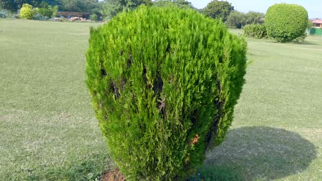 bush trimmed under the sphere in the city park