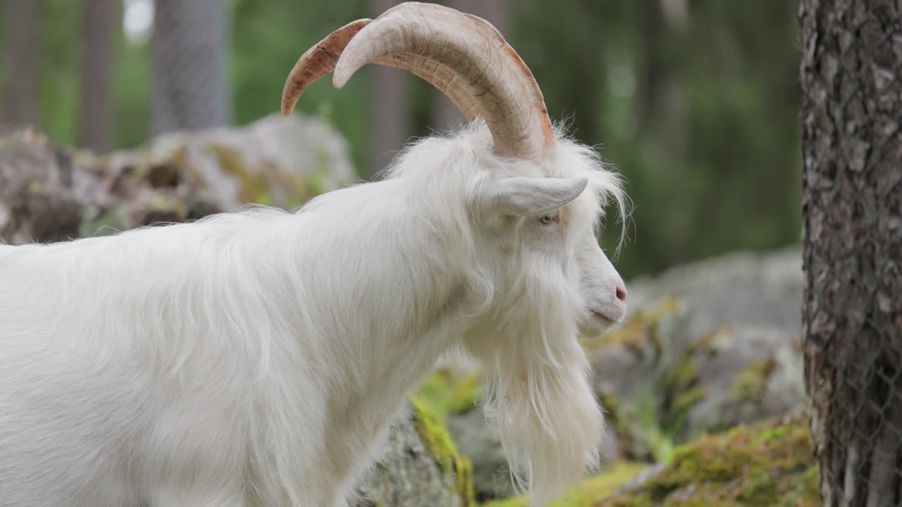 Goat or domestic goat (Capra hircus)