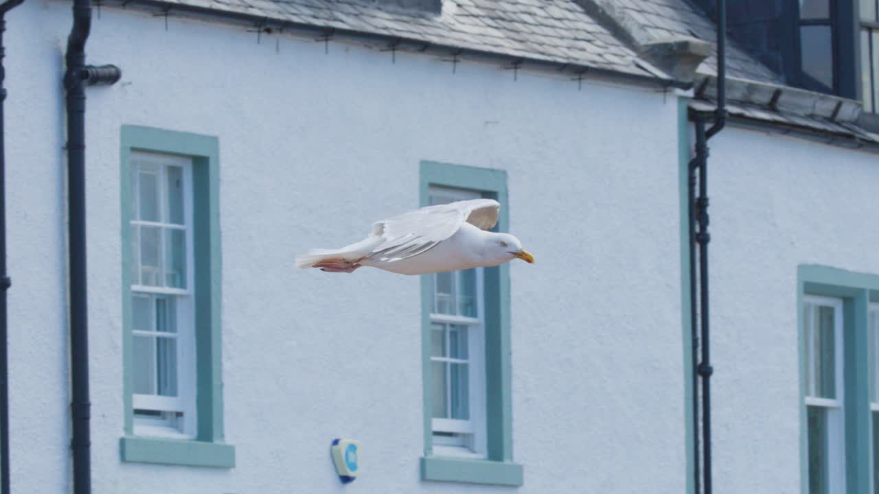 A large gull soars smoothly past traditional coastal houses under overcast daylight, with steady camera tracking and a calm, natural atmosphere