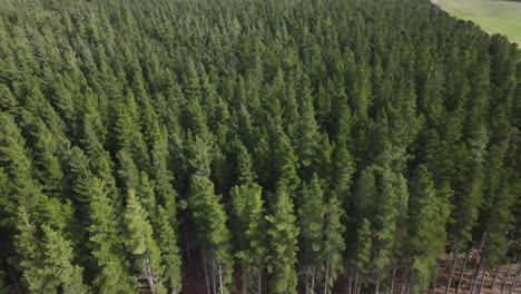 Drone-aerial-of-large-green-pine-trees-amongst-a-large-landscape