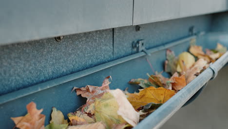 Fallen-yellow-leaves-lie-in-the-gutter-near-the-roof-of-the-house