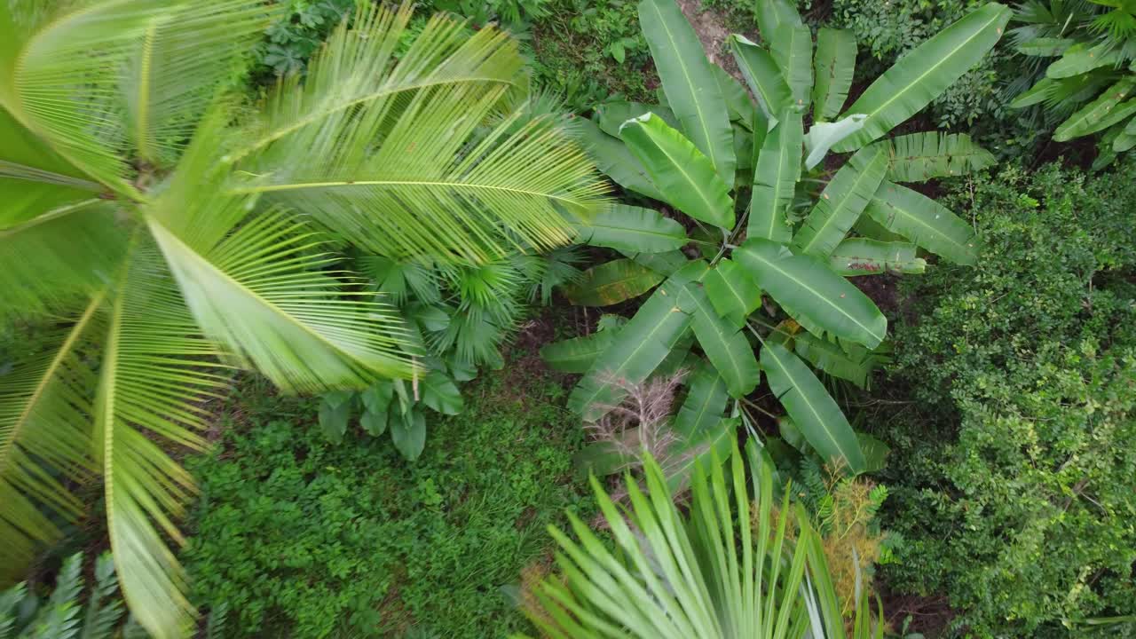 Impresionantes imágenes de dron descendiendo a través del follaje de una selva tropical
