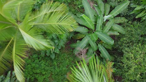 stunning drone footage descending through the foliage of a rainforest