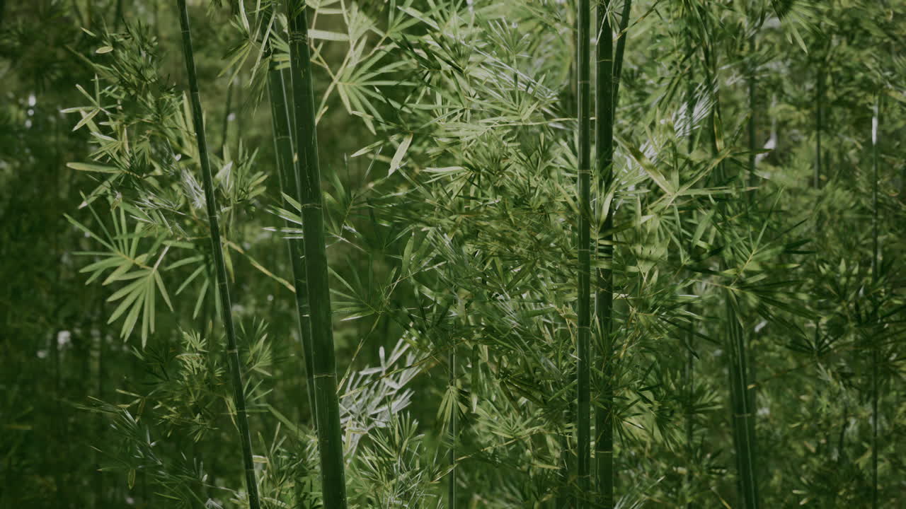 줄기 와 잎 을 가진 안개 에 있는 초록색 대나무