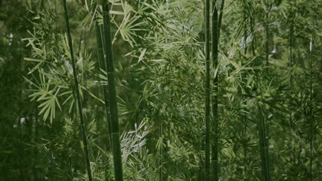 Green-bamboo-in-the-fog-with-stems-and-leaves