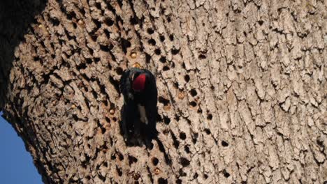 acorn woodpecker storing acorns in tree