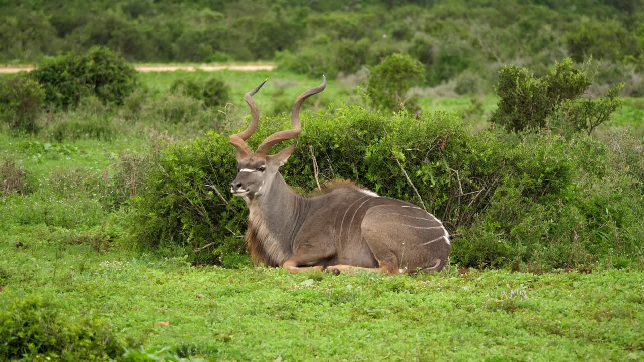 toro kudu descansando en amplios campos verdes, disparo de drones de paralaje a baja altitud