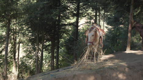 a donkey with a saddle eating some hay on a dusty trail in rural mexico